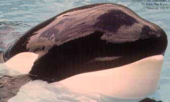 sarah's killer whale2.jpg (7363 bytes)